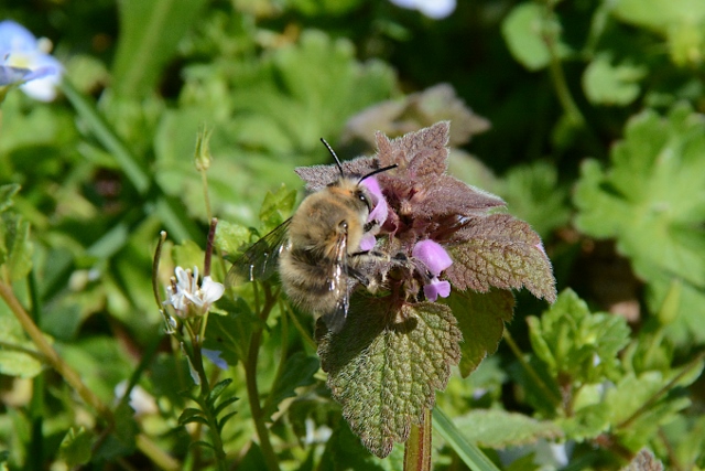 Apidae: Bombo? No, forse Anthophora sp.